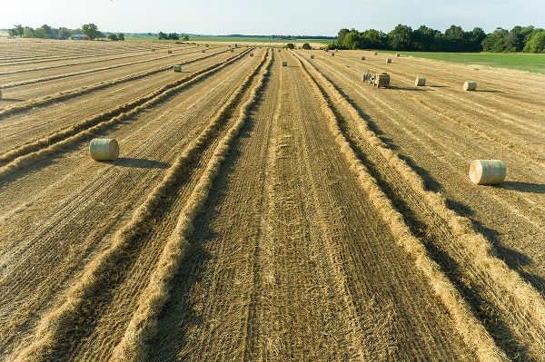Day, Richard and Susan 아티스트의 Aerial view of rows of wheat straw before baling and round bales-Marion County-Illinois작품입니다.